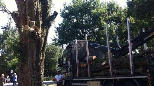 Bomen rooien Vrouwenpolder